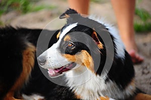 The Australian sheep-dog