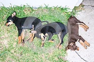 Australian sheep dog kelpie puppies sleeping in a row