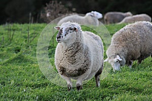 An Australian sheep with full-grown wool