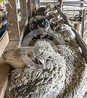 An Australian Sheepdog Gathering Sheep