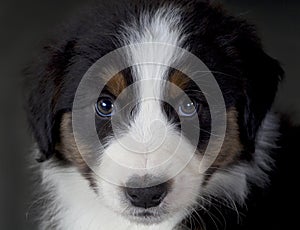 Australian sheepdog portrait