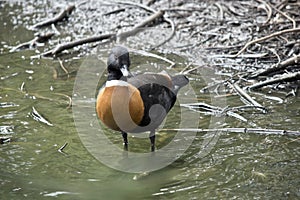 An Australian shelduck