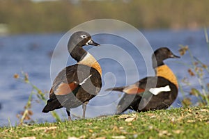 Australian Shelduck