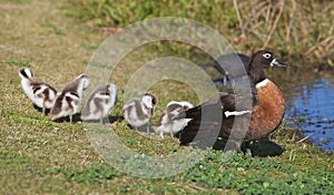 Australian Shelduck