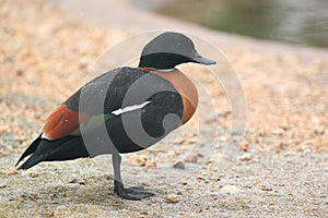 Australian shelduck