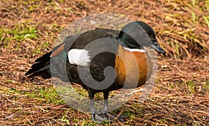 Australian Shelduck