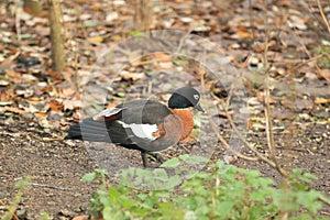 Australian shelduck