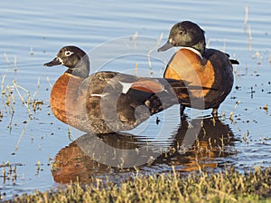 Australian Shelduck Pair