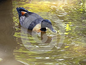 Australian Shelduck, Tadorna tadornoides, searches for food in the water