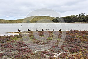 Australian Shelducks at Rottnest