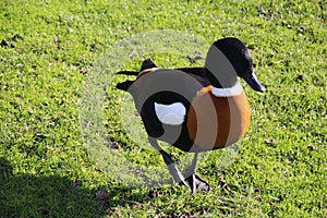 Australian Shell Duck