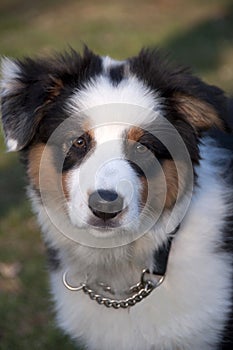 Australian Shepard