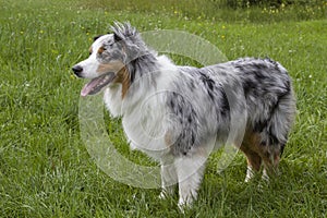 Australian Shepard