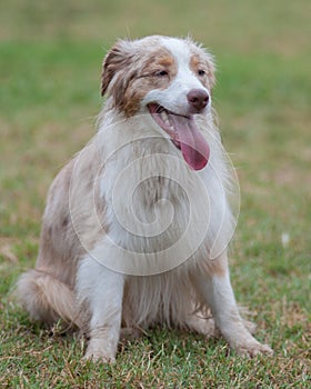 Australian Shepard dog panting