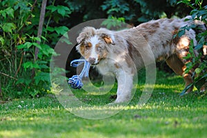 Australian shepard in the garden