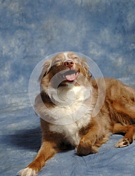 Australian Shepard Grinning