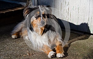 Australian Shepard lying in the sun