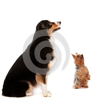 Australian Shepard and Silky Terrier