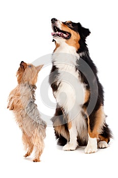 Australian Shepard and Silky Terrier