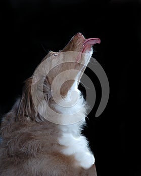 Australian Shepard Sticking Out Tongue