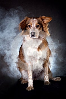 Australian shepard in studio