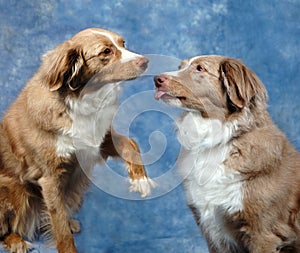 Australian Shepards photo