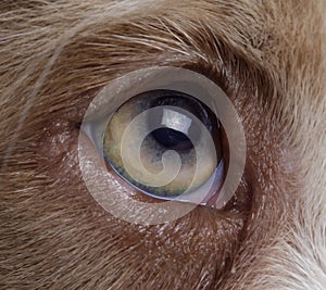 Australian sheperd dog eye photo