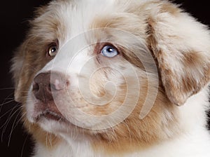 Australian sheperd face