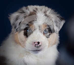 Australian sheperd puppy photo