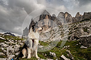 Australian Sheperd under 3 Cime di Lavaredo