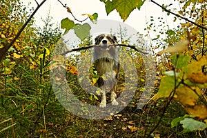 Dog navigating the bushes with his catch photo