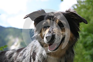 Australian shepherd