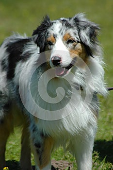 Australian Shepherd