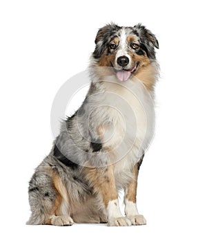 Australian Shepherd, 2 years old, sitting