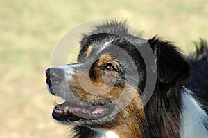 Australian Shepherd