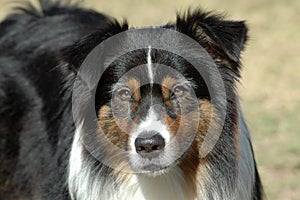 Australian Shepherd