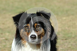 Australian Shepherd