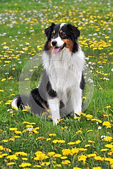 Australian shepherd