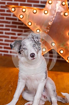 Australian Shepherd, 3 months old