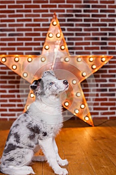 Australian Shepherd, 3 months old