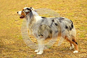 Australian Shepherd