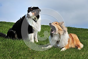 Australian Shepherd and American Collie