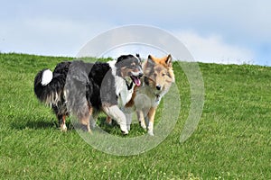 Australian Shepherd and American Collie