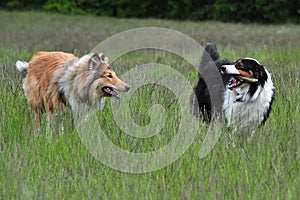 Australian Shepherd and American Collie