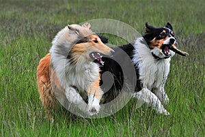 Australian Shepherd and American Collie