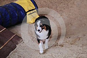 Australian Shepherd Aussie black tricolor runs on sand in pavilion and preparing to perform various stunt commands. Agility