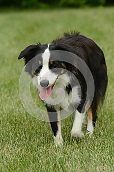 Australian Shepherd (Aussie) Dog