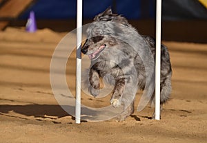 Australian Shepherd (Aussie) at Dog Agility Trial