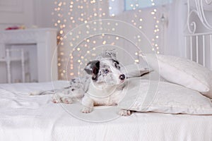 Australian Shepherd Aussie, 3 months old