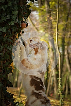 Australian shepherd is begging behind the tree.